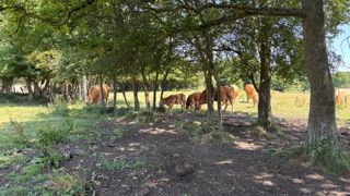 La plantation de haies ne sera plus financée en 2025 dans le cadre du pacte en faveur de la haie.