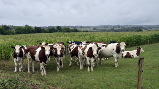 Le département de l'Ille-et-Vilaine est le plus touché par la FCO-3. Il compte 115 foyers déclarés entre le 1er juin et le 24 juillet 2025.