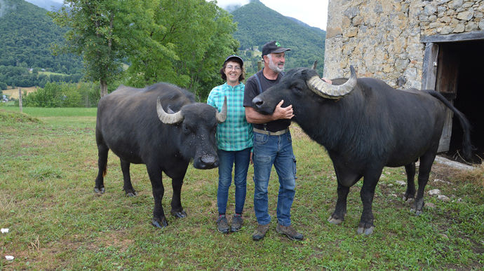 « Notre élevage de buffles d’eau pour la viande est rentable »