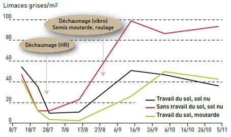 Impact du travail du sol sur les limaces grises