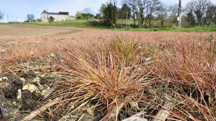 L’icafloin-méthyl, nouvel herbicide de rupture en vue pour Bayer