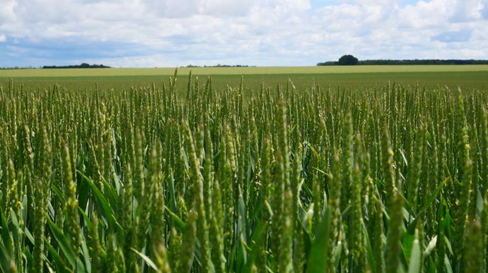 En blé tendre, les mélanges variétaux continuent de progresser
