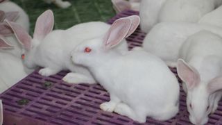 Le demande pour la viande de lapin continue de s’éroder.