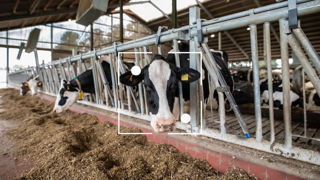 GEA présente CattleEye, une solution mêlant caméras et intelligence artificielle qui apporte une analyse complète de chaque animal. GEA présente CattleEye, une solution mêlant caméras et intelligence artificielle qui apporte une analyse complète de chaque animal.