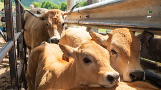 Le ministère de l'Agriculture estime à 1 000 le nombre de bovins euthanasiés en raison de la dermatose nodulaire contagieuse.