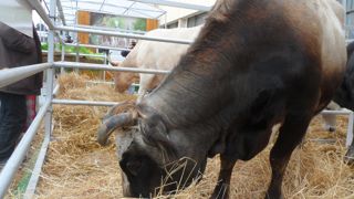 Les races locales, ici la brune de l'Atlas, plus rustiques et adaptées aux conditions climatiques difficiles disparaissent aux profit de productions tournées vers l'exportation. Les races locales, ici la brune de l'Atlas, plus rustiques et adaptées aux conditions climatiques difficiles disparaissent aux profit de productions tournées vers l'exportation.