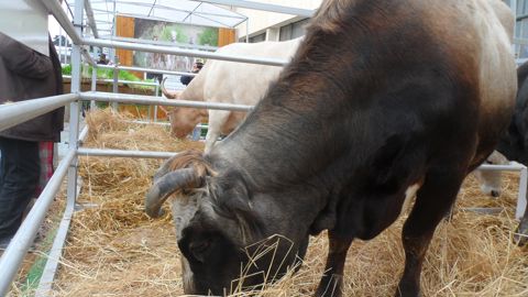 Les races locales, ici la brune de l'Atlas, plus rustiques et adaptées aux conditions climatiques difficiles disparaissent aux profit de productions tournées vers l'exportation. Les races locales, ici la brune de l'Atlas, plus rustiques et adaptées aux conditions climatiques difficiles disparaissent aux profit de productions tournées vers l'exportation.