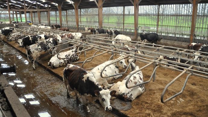 vaches laitières sur logettes sur lisier avec séparateur de phases