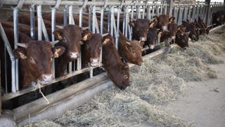 L'autorité européenne de sécurité des aliments a partagé ses dernières recommandations sur les conditions d'élevage des bovins viande. L'autorité européenne de sécurité des aliments a partagé ses dernières recommandations sur les conditions d'élevage des bovins viande.