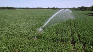 Les températures élevées des prochains jours inquiètent les producteurs bio, qui réclament une priorité pour l'agriculture biologique.