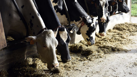 Si le maïs ensilage reste avantageux dans des conditions climatiques standard, les alternatives s'avèrent plus résilientes économiquement en cas de dégradation climatique, bien qu'elles puissent influencer le temps de travail et l'autonomie protéique des exploitations.
