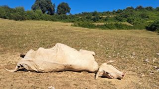 Des vautours ont attaqué une mère vivante et son veau samedi 2 août 2025 dans le Gers. Des vautours ont attaqué une mère vivante et son veau samedi 2 août 2025 dans le Gers.