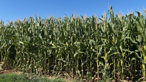 La production de maïs grain 2025 est attendue en baisse.