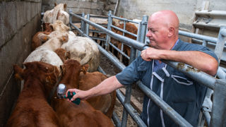 Grâce au vaccin, « l’immunisation des bovins de la zone commence à se mettre en place » estime le Ministère de l’Agriculture le 12 août 2025.
