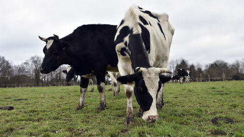 Le nombre de foyers causés par le sérotype 3 de la FCO continue de progresser.