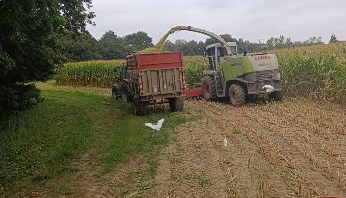 C’est parti pour les ensilages de maïs 2025 !