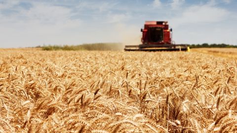 La récolte d'été du groupe coopératif Arterris s'élève à 480 000 t, contre 438 000 t en 2024.