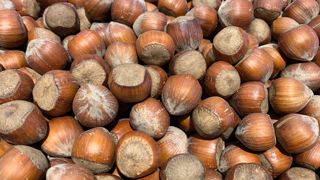 Empêcher les importations de produits traités avec de l’acétamipride avec une clause de sauvegarde serait une option « compliquée », selon Benoît Grimonprez, professeur de droit rural à l’Université de Poitiers.