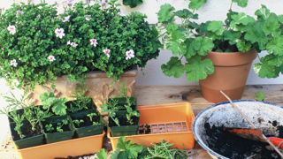 Le mois d'août est propice au bouturage de plantes très diverses pour embellir son jardin. Le mois d'août est propice au bouturage de plantes très diverses pour embellir son jardin.