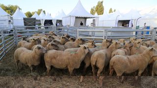 L'édition de 2025 de Tech-Ovin s'enrichit d'un nouveau pôle dédié à la santé des animaux.