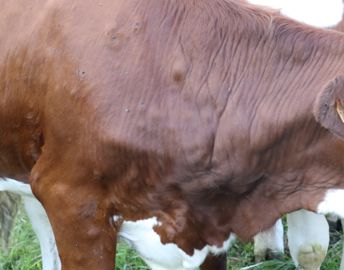 nodules de dermatose nodulaire sur corps de vache laitière