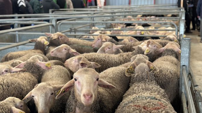 La production de viande ovine et caprine devrait décliner dans l’Union européenne