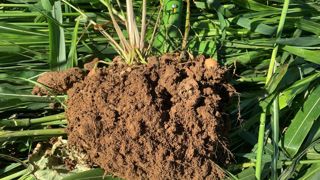 La teneur en carbone organique des sols pourrait être l'un des indicateurs utilisés dans le cadre de pratiques issues de l'agriculture régénérative. La teneur en carbone organique des sols pourrait être l'un des indicateurs utilisés dans le cadre de pratiques issues de l'agriculture régénérative.