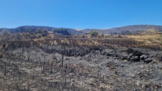 Dans les Corbières, un violent incendie a parcouru 16 000 hectares, causant de grands dégâts pour l'agriculture locale. Dans les Corbières, un violent incendie a parcouru 16 000 hectares, causant de grands dégâts pour l'agriculture locale.