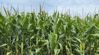 Il est possible de réaliser les mêmes marges avec la vente de maïs grain qu'avec la vente de maïs fourrage à condition de s'armer de sa calculatrice ! Il est possible de réaliser les mêmes marges avec la vente de maïs grain qu'avec la vente de maïs fourrage à condition de s'armer de sa calculatrice !