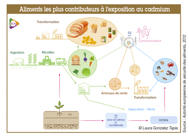 Aliments les plus contributeurs à l'exposition au cadmium