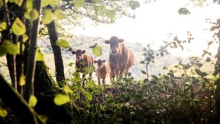 « Chaleur sensible », le podcast des solutions agricoles au défi climatique « Chaleur sensible », le podcast des solutions agricoles au défi climatique