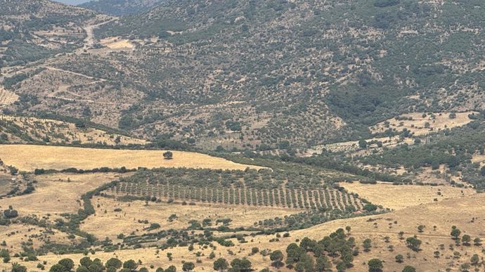 De très nombreuses petites exploitations parsèment ce pays typique du climat méditerranéen, où les oliveraies tiennent une place prépondérante.