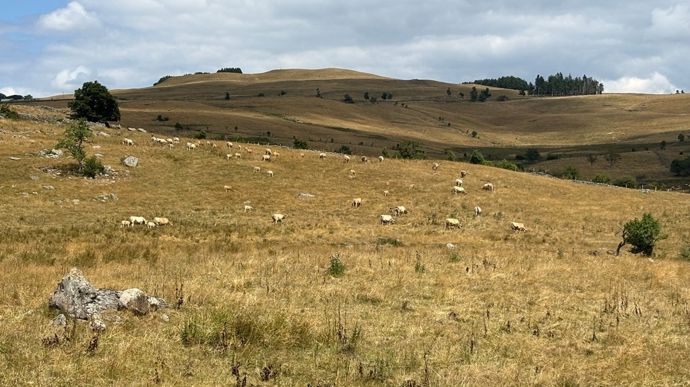 La quasi-totalité du territoire est en déficit d'herbe en cette fin août 2025.