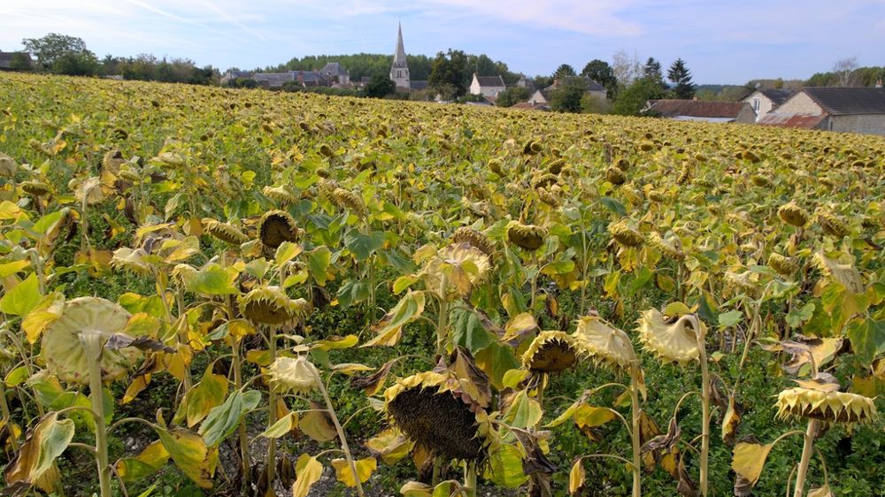 Champ de tournesol