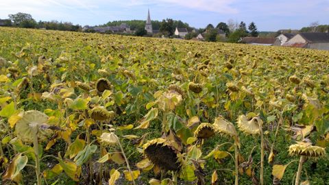 Le rendement moyen en tournesol est estimé à 22,9 q/ha pour la récolte française 2025.