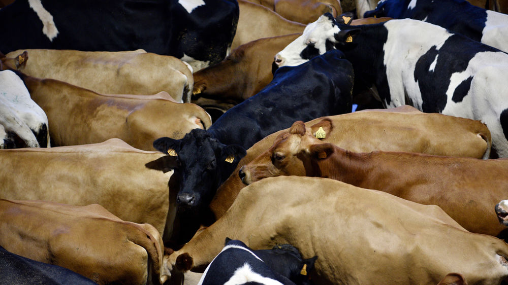 troupeau de vaches laitières
