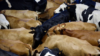 En regard des perspectives de croissance de la population mondiale, la souveraineté alimentaire de la France passerait par sa capacité à reconstituer des stocks, , soutiennent Sébastien Abis, du club Demeter, et Vincent Chatellier, de l'Inrae. En regard des perspectives de croissance de la population mondiale, la souveraineté alimentaire de la France passerait par sa capacité à reconstituer des stocks, , soutiennent Sébastien Abis, du club Demeter, et Vincent Chatellier, de l'Inrae.