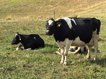 vaches prim'holsteins