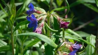 Grémil pourpre bleu : tiges dressées fleuries.
