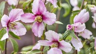 Philadelphus coronarius 'Petite Perfume' Pink. Philadelphus coronarius 'Petite Perfume' Pink.