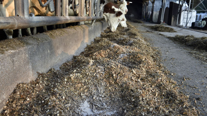 Distribution d'un complément alimentaire minéral à un élevage laitier bio.