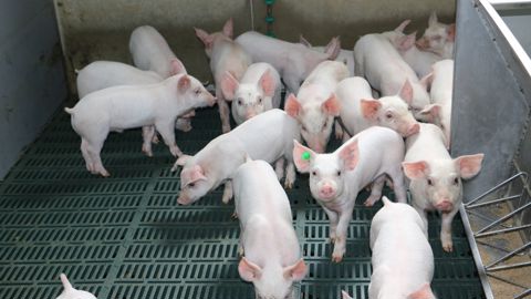 Les porcs en postsevrage ne sont plus les animaux les plus utilisateurs d’antibiotiques.