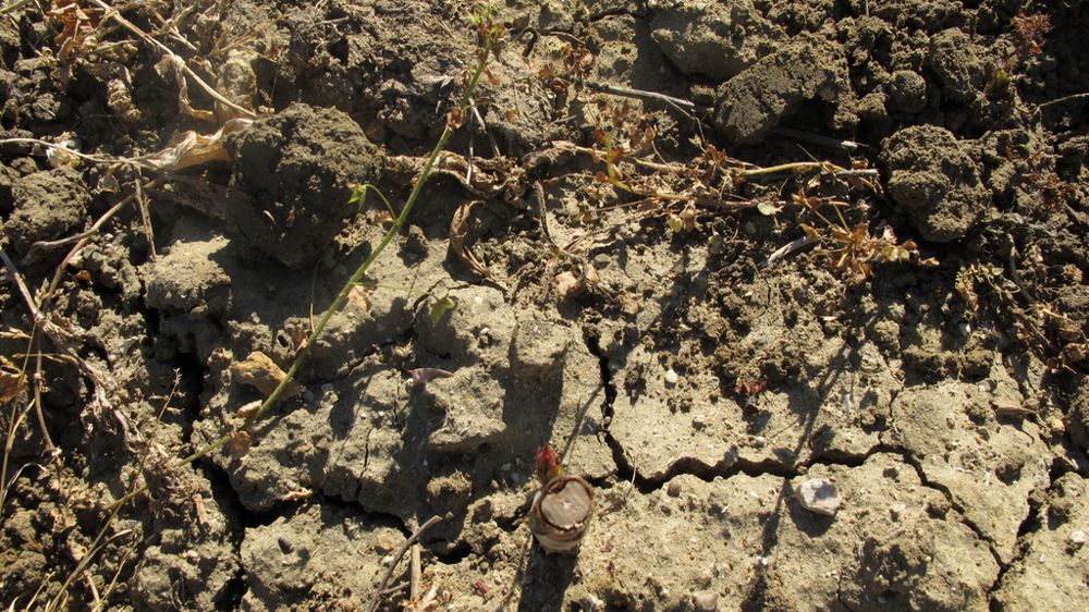 Sécheresse des sols : un défi majeur pour les producteurs horticoles, entre gestion de l’eau et adaptation des pratiques. Sécheresse des sols : un défi majeur pour les producteurs horticoles, entre gestion de l’eau et adaptation des pratiques.