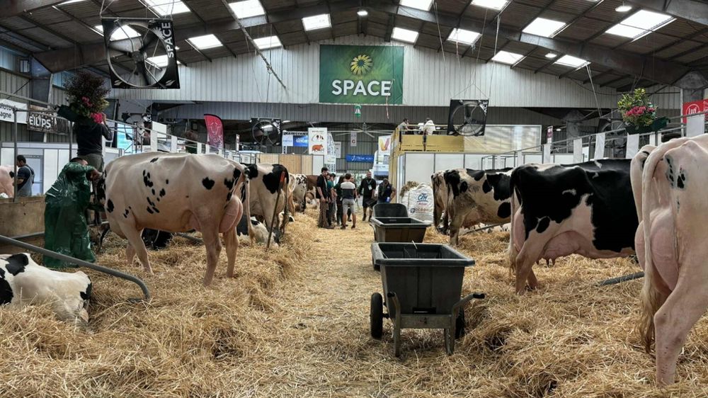 Stalles Holstein au Space 2025