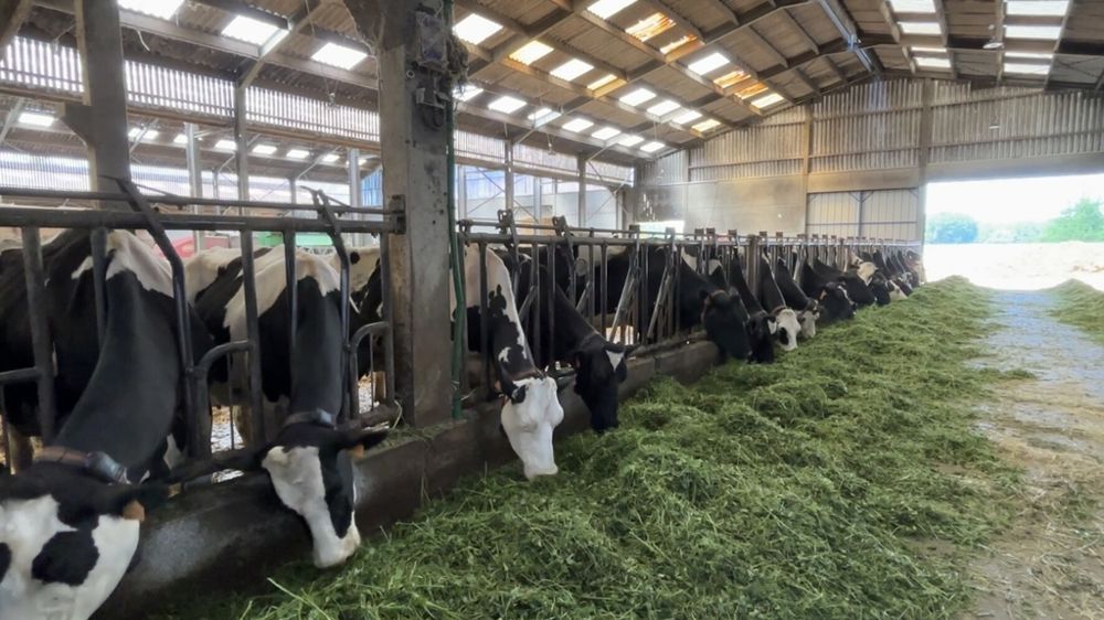 Stabulation avec des vaches Prm'Holstein