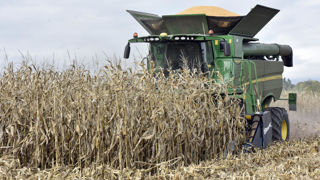 A l’échelle nationale, la récolte de maïs grain doit être réalisée au plus tard à la fin d'octobre pour limiter le risque de fusariose.