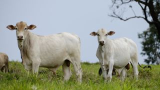 Avec la clause de sauvegarde, la Commission européenne s’engage à suivre le marché des produits sensibles et évaluer périodiquement la situation.