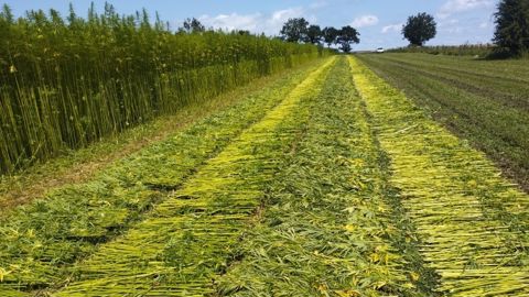 « Sur une rotation classique de sept ans, le chanvre textile constitue un très bon précédent au blé, et son autre avantage est de doubler la surface en culture de fibres, puisque le lin ne doit revenir que tous les six à sept ans », indique Franck Durocher.