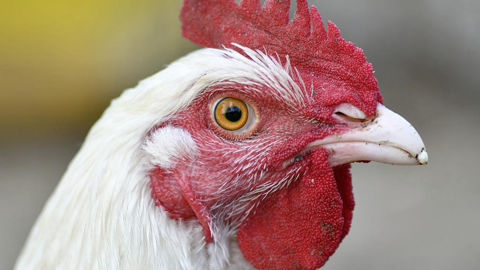 Les autorités andalouses ont procédé au dépeuplement de plusieurs élevages de volailles touchés par la grippe aviaire.