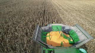 En réduisant sa prévision de la production mondiale de maïs, l'USDA revoit aussi à la baisse les stocks de fin de campagne.